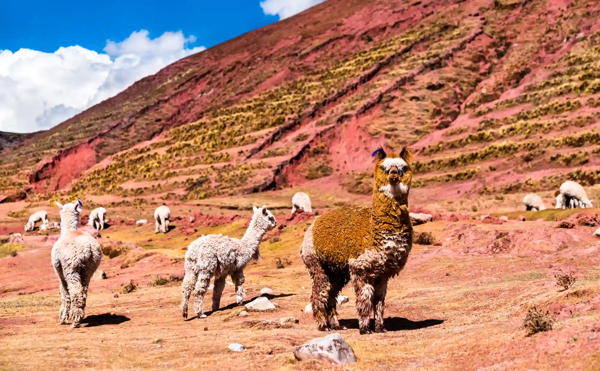 Tour Inca Jungle 1 Dia